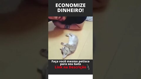 Nunca faça isso com seu gato - gatos engraçados #shorts