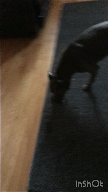 D Man running around in Doberman territory