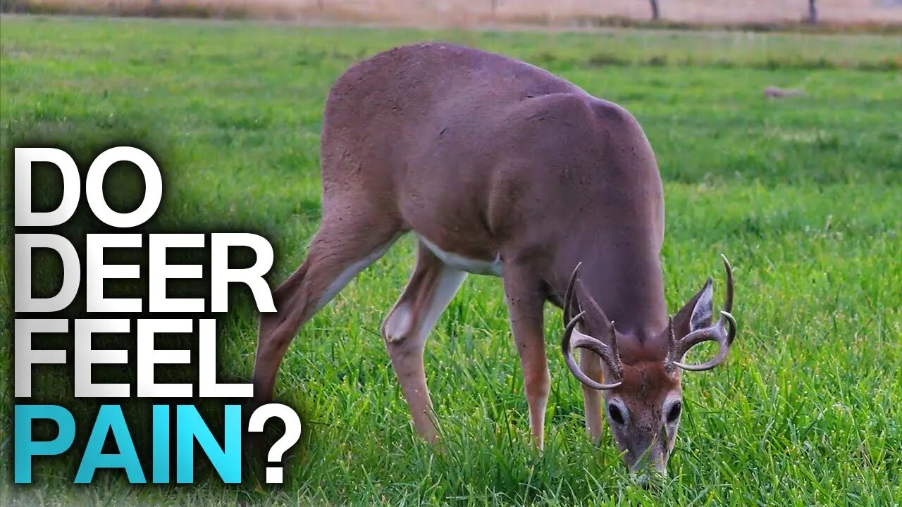 How Trauma Affects Deer Differently Than Humans