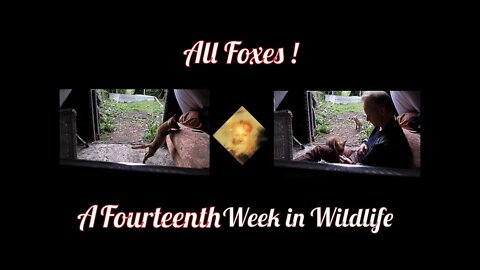 A Fourteenth Week In Wildlife - All Foxes!