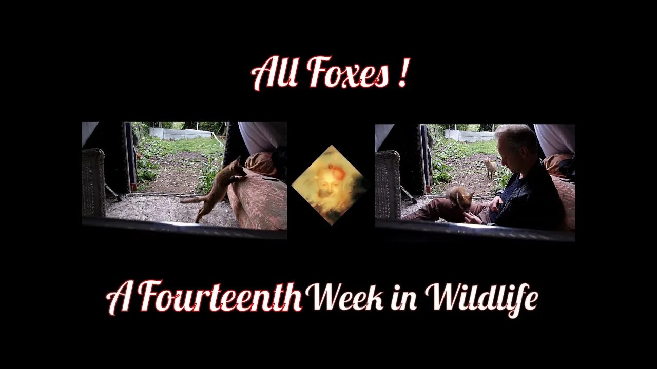 A Fourteenth Week In Wildlife - All Foxes!