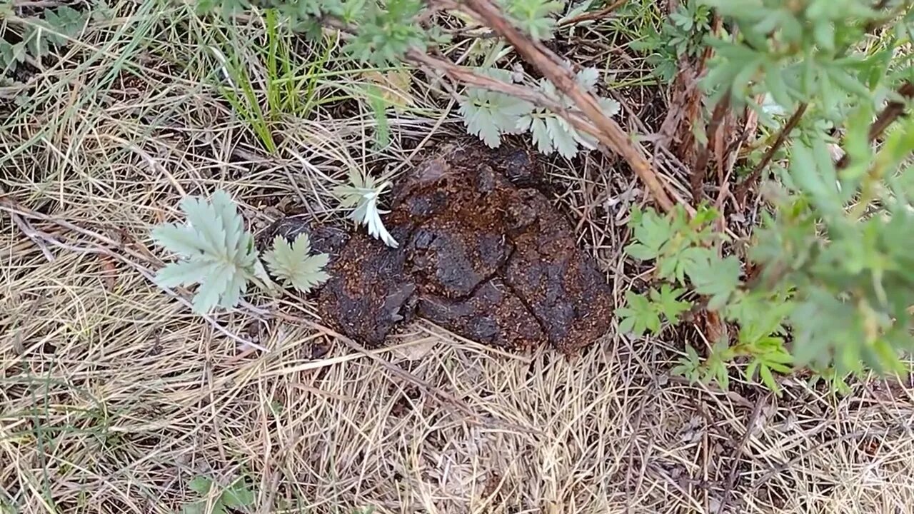 Bear Scat