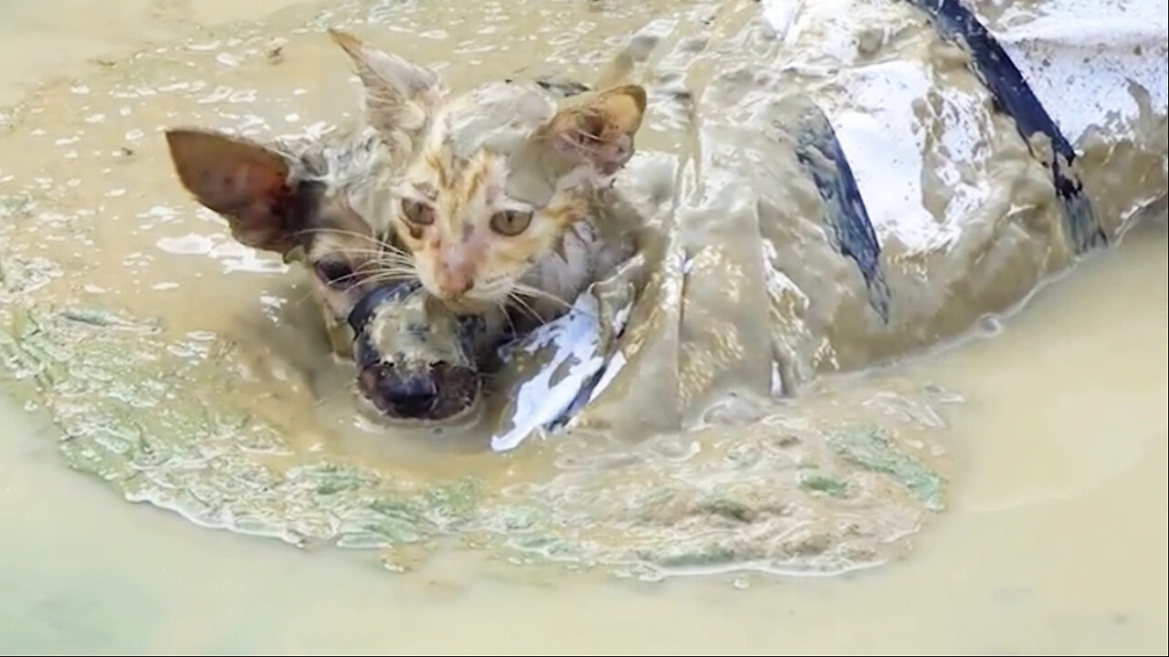 A cat is being rescued by a security