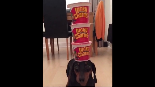 Talented dog displays excellent head-balancing skills