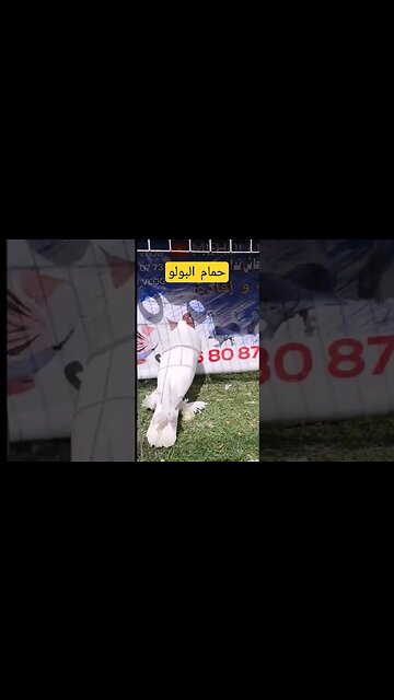 تربية حمام البولو الناذر كيوت روعة