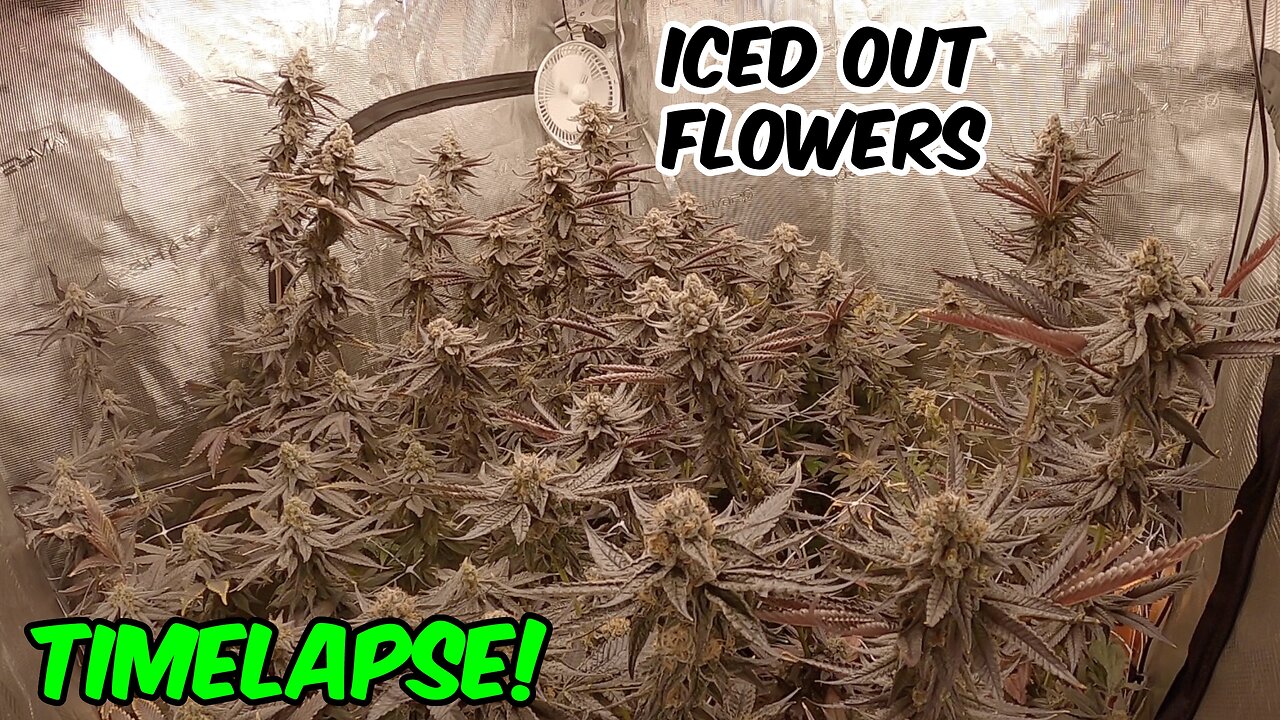 SEED TO HARVEST TRUFFLE BREATH FULL HOME CANNABIS GROW in TIMELAPSE!!!