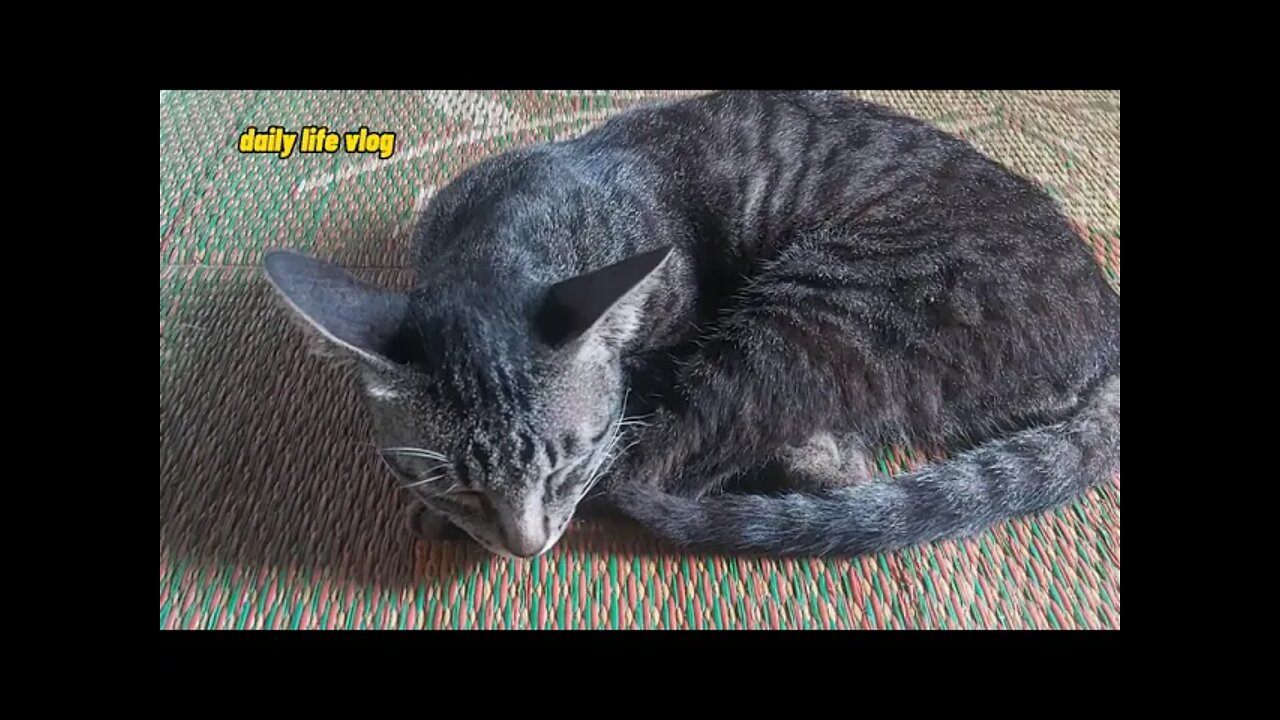 cute sleeping cat | daily life vlog