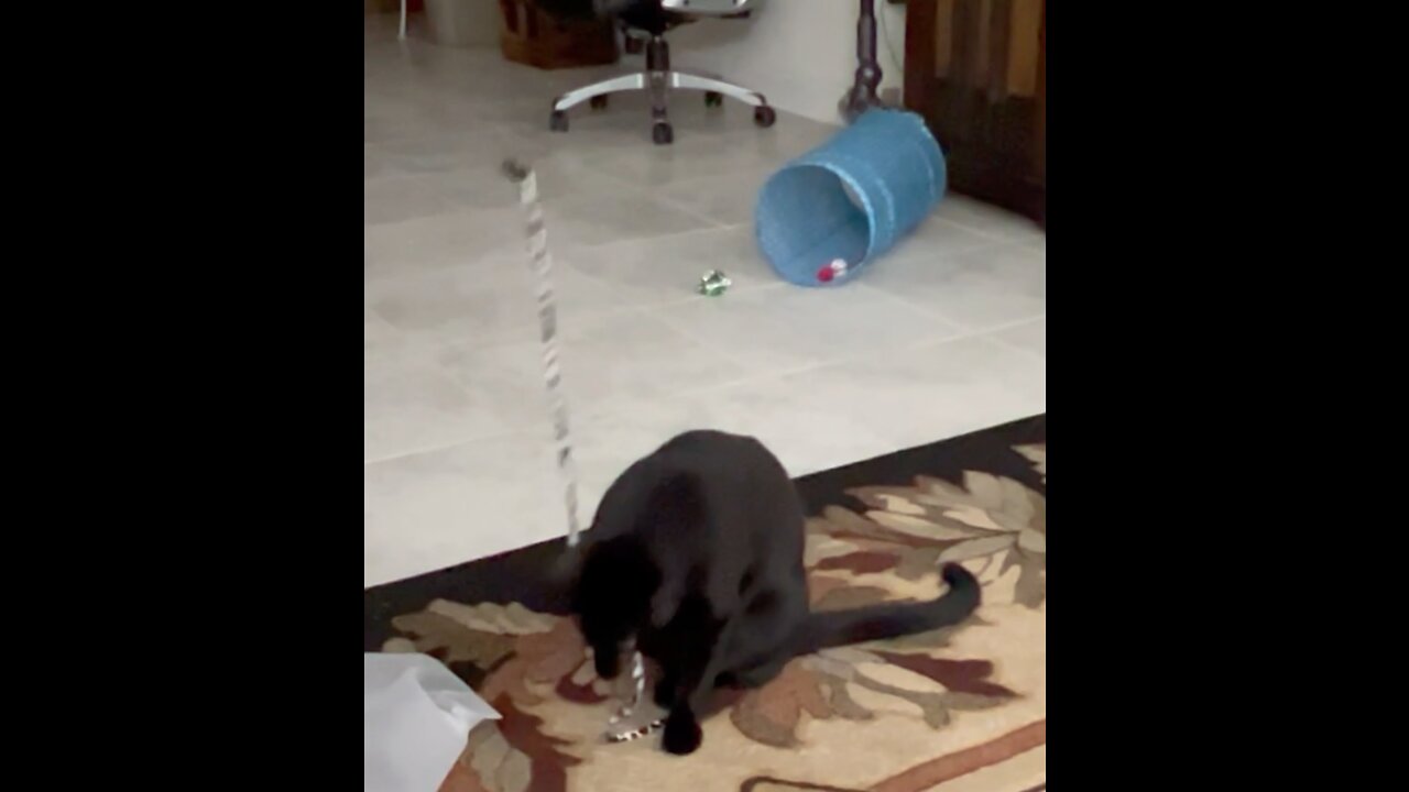 Funny Cat, Precious Piper, Playing with Another One of Her Christmas Toys #shorts