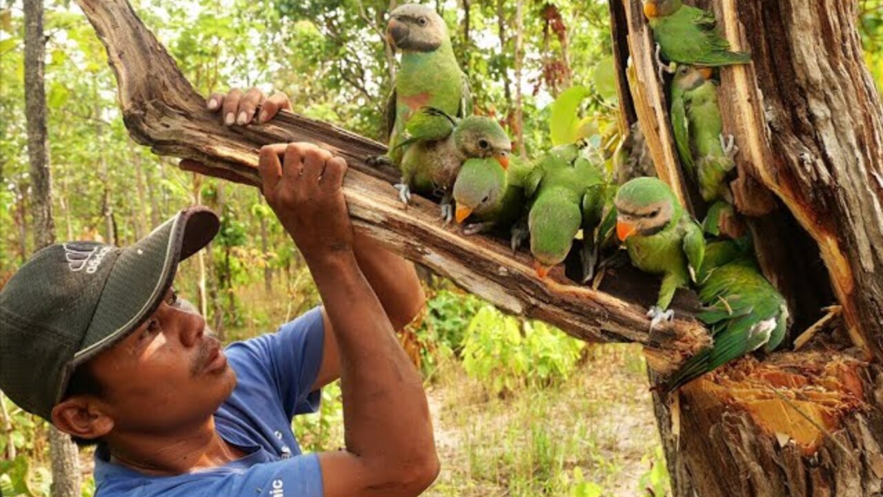 Tear Wood To Find Parrots_ A lot of Birds