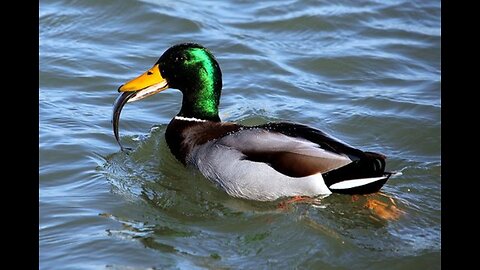 Hungry Duck's quest!!