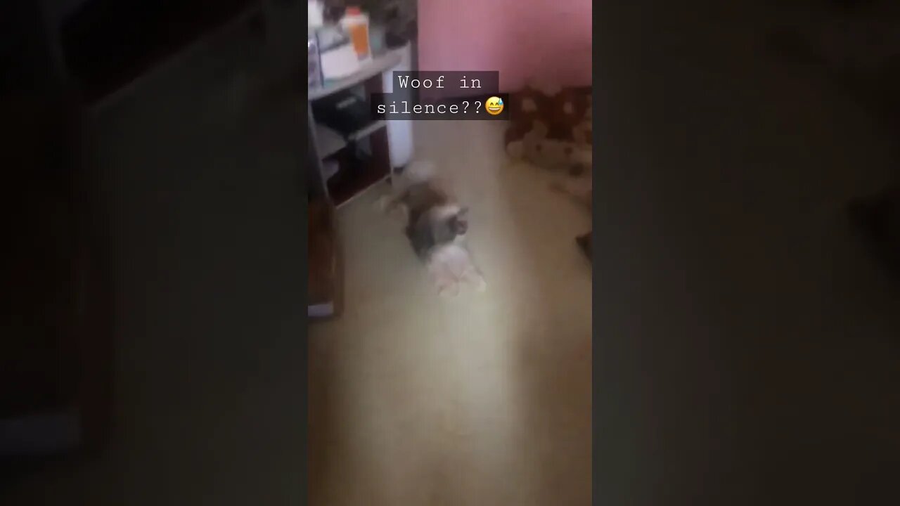 My Shih Tzu puppy don't know how to bark. SO CUTE.🐾🐶❤️