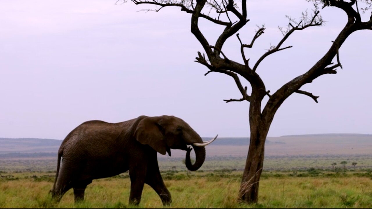 Wise Old Elephant Knows Where to Look for Fallen Fruit