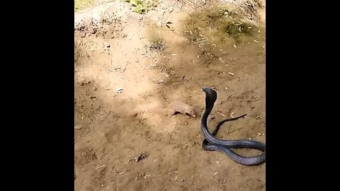 King cobra 🐍 VS नेवुला 😱