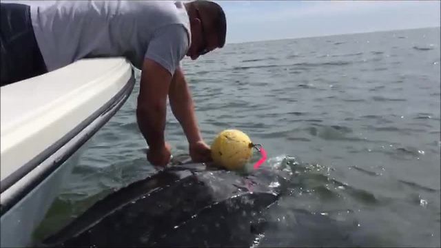 Leatherback Sea Turtle saved from crab trap by JSO Officers