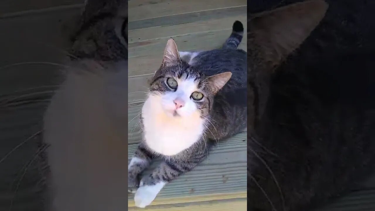 Day 2 Snake #2 Sweat pea tv