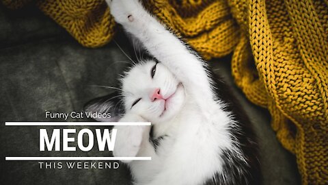 Funny cat 😹❤️