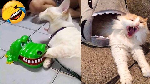 Funniest Animals Video - Best Cats😹 and Dogs🐶 Videos of 2023 Compilation!#1