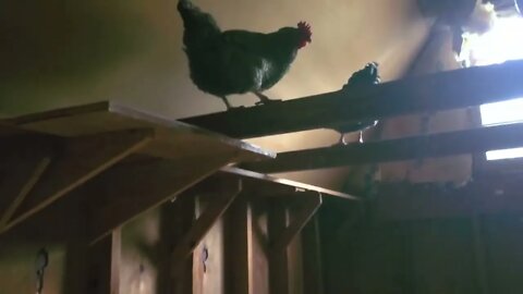 The Chickens Are Stuck
