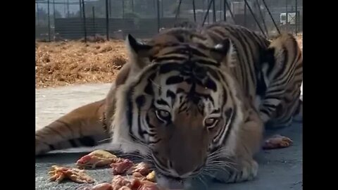 Tiger eating - Amazing -Daily Dose of nature