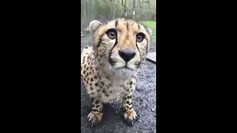 Whistling baby cheetah cute