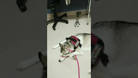 AAC IPad Auto-Generated “Pet Friends 2022” video with Chana and ending with her brother Niko...