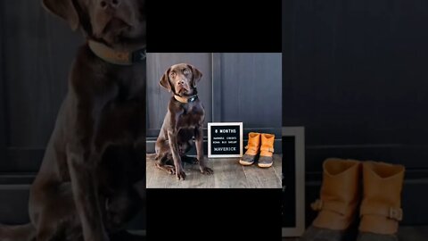 #shorts ~ The Butler K9's Shorts ~ Birthday Boy