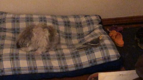 Cocktail Shakes with dog!