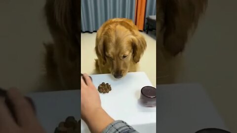 Dog is upset funny video #shorts #dog