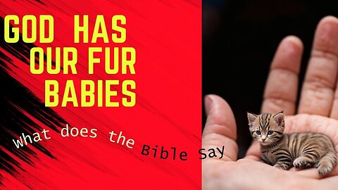 What does the Bible say happens to our pets after they cross the rainbow bridge?