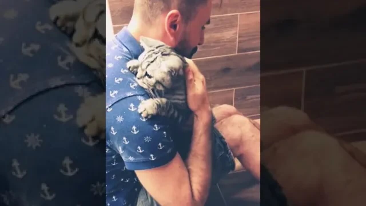 Funny cat / funny cat video #NatureShortsVideo #shorts