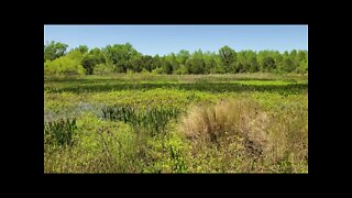 Okeeheepkee Prairie Preserve in Tallahassee, FL facing Northwest - Springtime in Tallahassee 2022