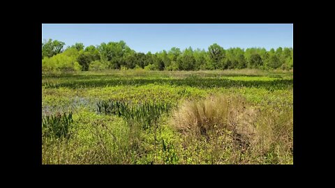 Okeeheepkee Prairie Preserve in Tallahassee, FL facing Northwest - Springtime in Tallahassee 2022