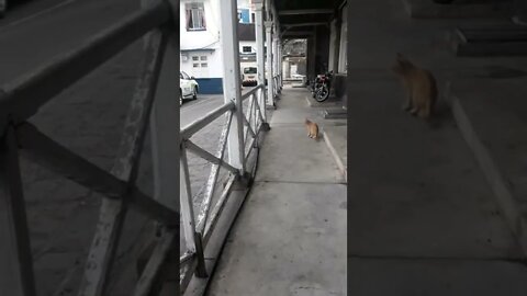 Cat#funnywalk 🐈🐈🐈