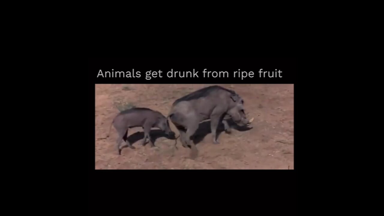 The Animal Kingdom gone wild after Hennessy | Low Quality Videos #10