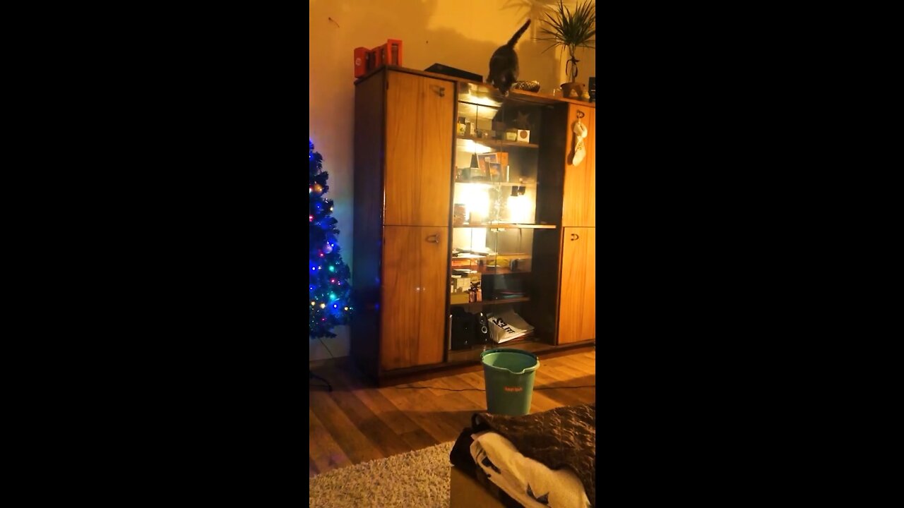 Blunder cat