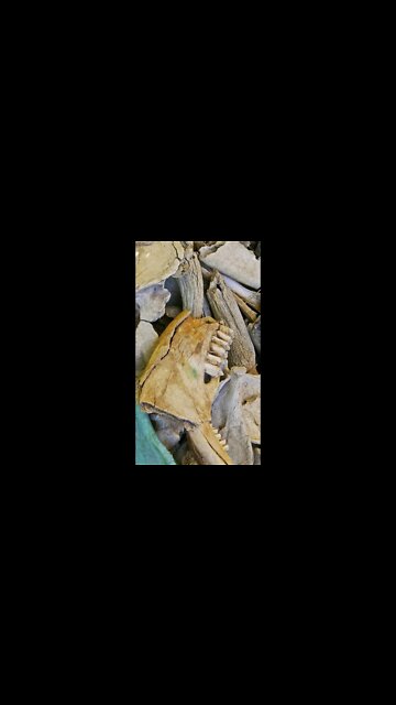 O JARDIM DE OSSOS - Nanohorrores em #shorts