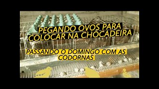 RECOLHENDO OVOS FÉRTEIS PARA COLOCAR NA CHOCADEIRA
