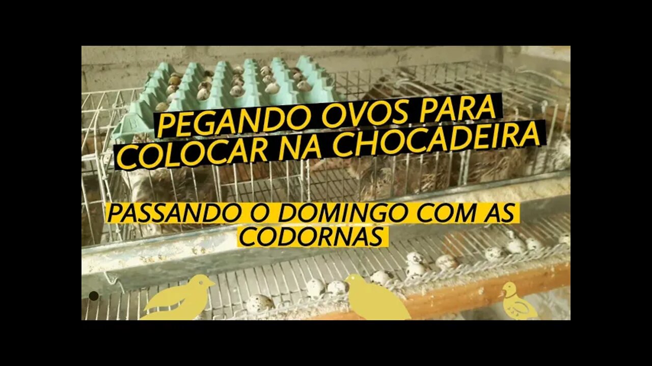 RECOLHENDO OVOS FÉRTEIS PARA COLOCAR NA CHOCADEIRA