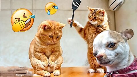 The funniest CAT and DOG shorts ever! 🤣Funny animal videos 2024 #45🐈