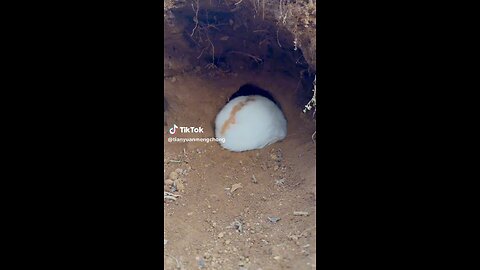 🐰🐇 Rabbit