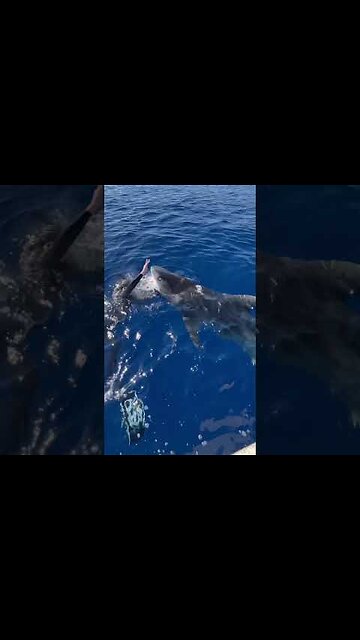 Two Tiger Sharks Charge At Me!😮