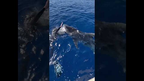 Two Tiger Sharks Charge At Me!😮