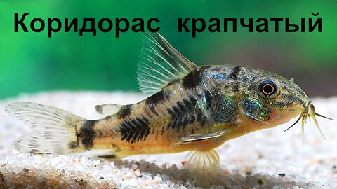 Мои коридорасы. У сомиков обед
