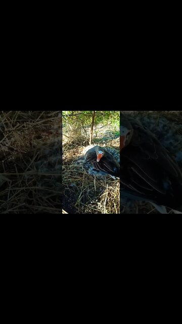 Goose sitting on eggs didn't hiss at me this morning