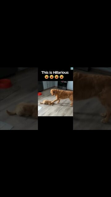 Doggo Checking Out His New Roomie | Funny Voiceover😂