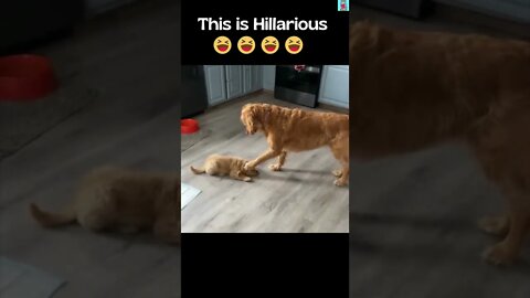 Doggo Checking Out His New Roomie | Funny Voiceover😂