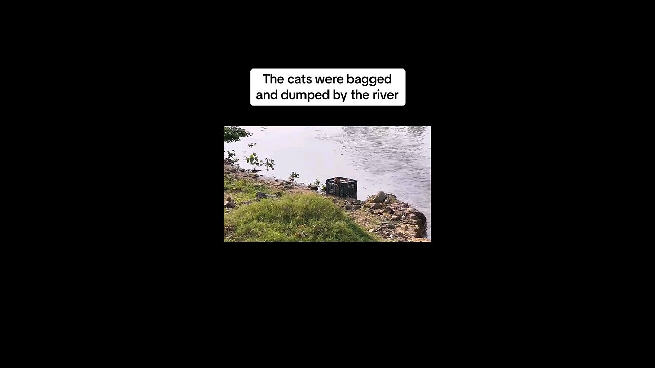 This cats were bagged and dumped by the river #cats #cat #animal #animals #bonding #foryou #foryoupa