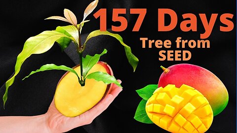 Growing a Mango Tree from Seed Time-Lapse