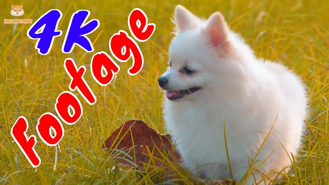 4K Dogs and Puppies Beautiful Animal Footage