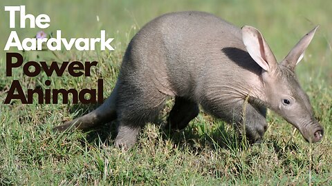 Aardvark Power Animal